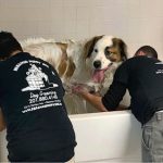 Full Grooming Session For Large Dogs - starts at: