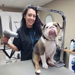 Full Grooming Session for Medium Dogs - starts at: